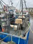 生きている魚のキャリア 販売のため