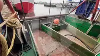 生きた魚輸送船 販売中