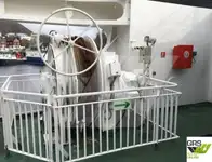 Ro-Ro船 販売中