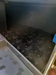 クルーズ船 販売中