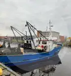 生きている魚のキャリア 販売のため