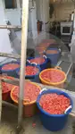 ビームトロール漁船 販売中