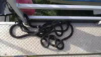 コンテナ船 販売中