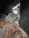 曳船 販売中