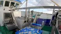 ビームトロール漁船 販売中