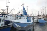 生きている魚のキャリア 販売のため