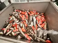 トロール漁船 販売のため